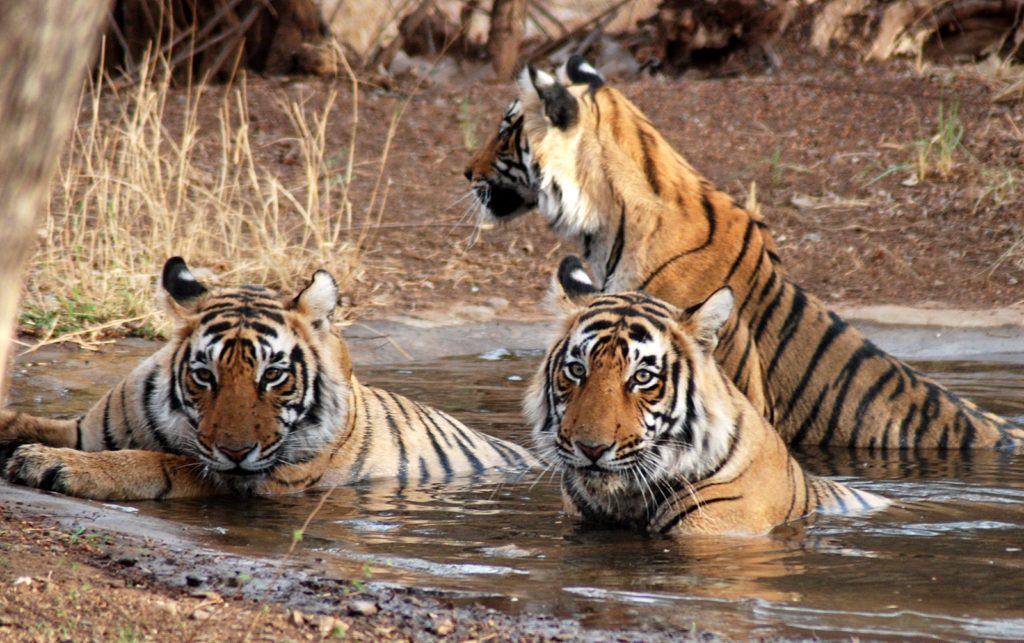 Parques Nacionales en Rajasthan