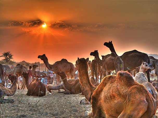 Feria de Pushkar