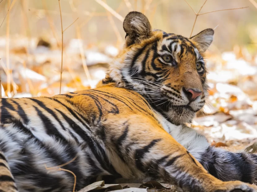 Mejores Santuarios de Vida Salvaje en Rajasthan