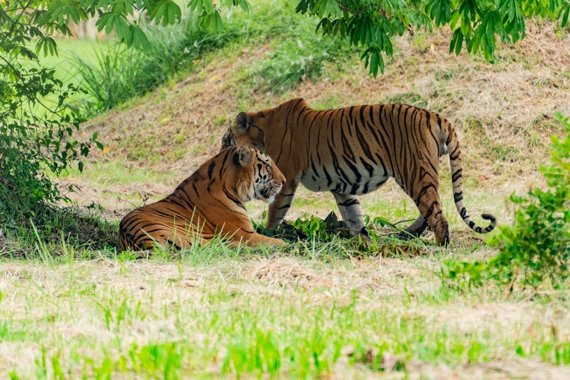 Viaje a Sariska